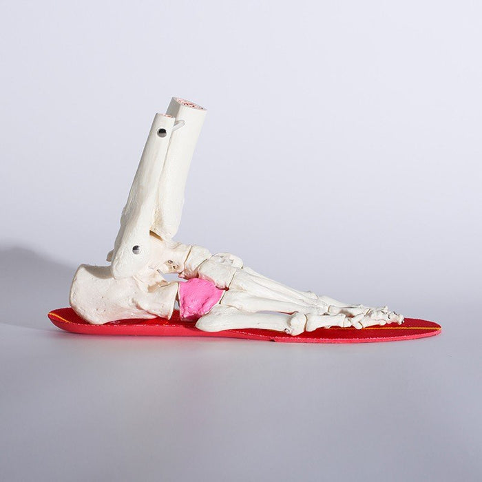 【ショップ限定エントリーでさらに+9倍】サッカー専用BMZインソールカルパワーストライカーレッド中敷薄型モデル